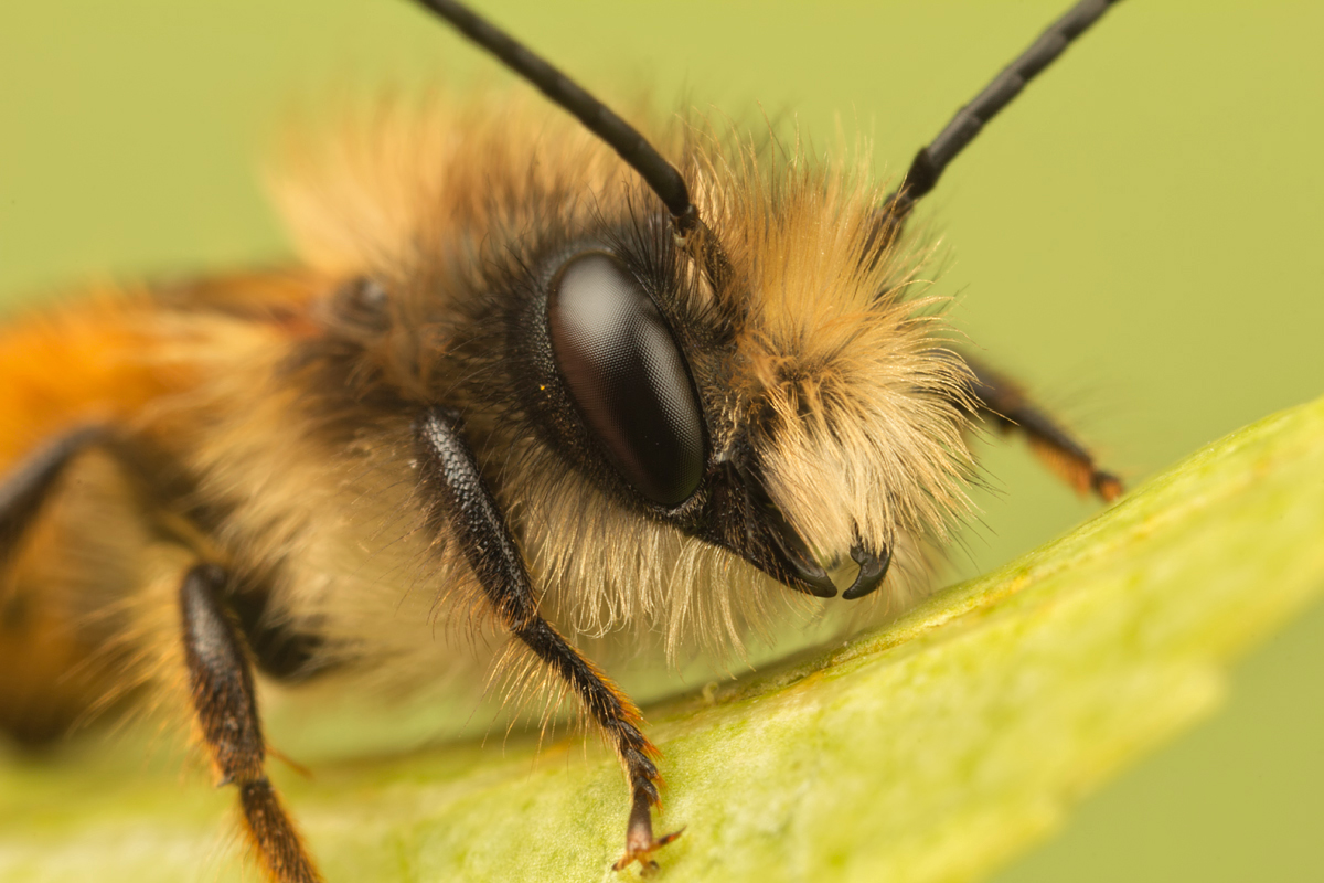 Red Mason Bee